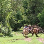 Balade en charette