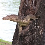 Parc Lumphini